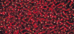 0044366